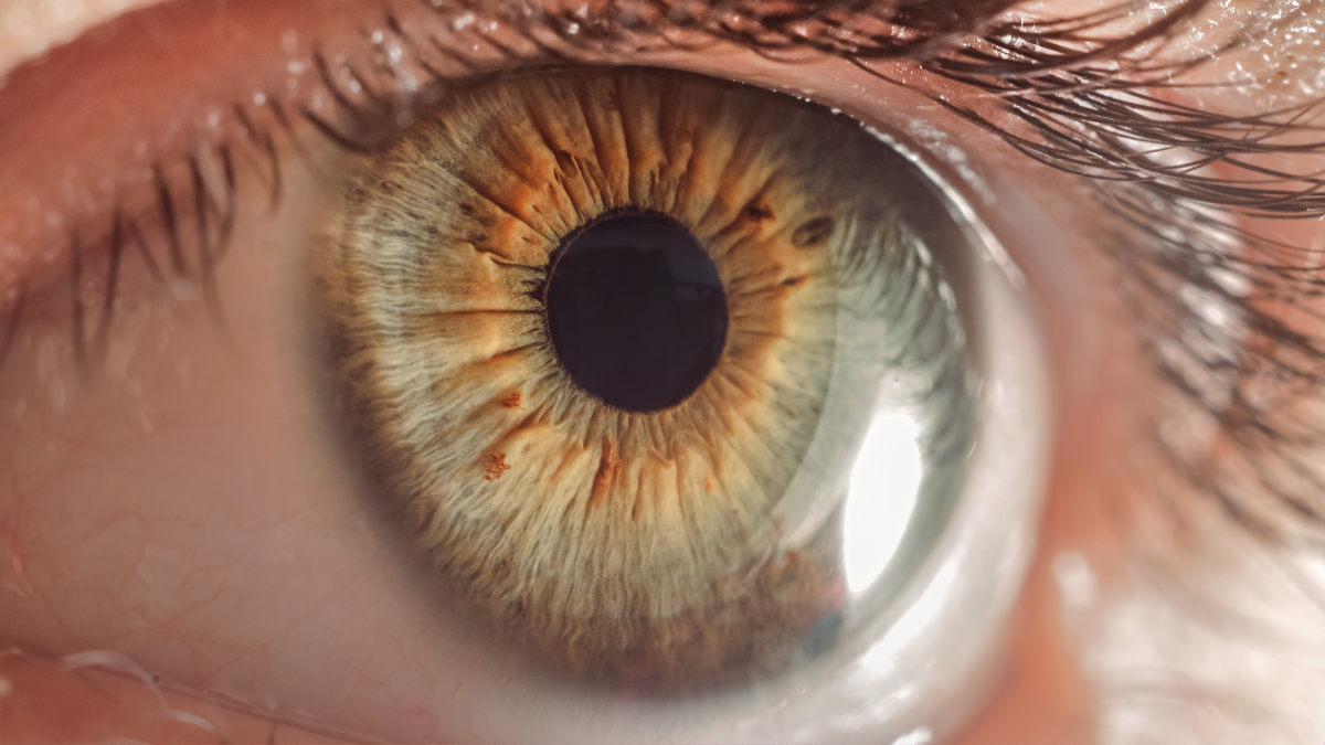 瞳孔のサイズが大きいほど知能が高い 可能性が示される 肉眼で差が確認できるほどに違う Gigazine
