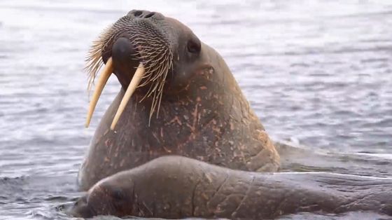 What Animal Has The Largest Penis GIGAZINE What Animal Has The Largest Penis GIGAZINE