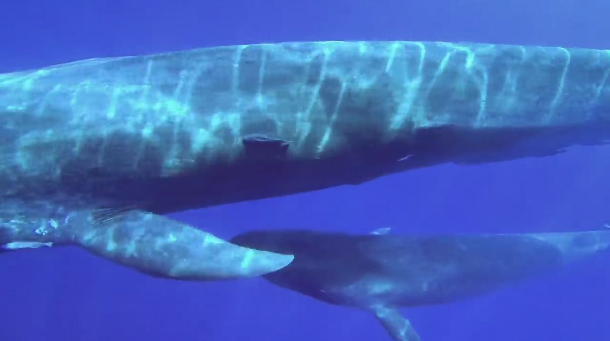 What Animal Has The Largest Penis GIGAZINE What Animal Has The Largest Penis GIGAZINE