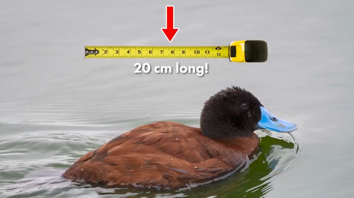 What Animal Has The Largest Penis GIGAZINE What Animal Has The Largest Penis GIGAZINE