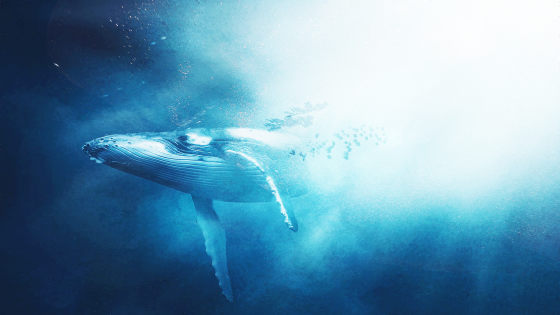 クジラの言葉を理解するための研究 では一体何が行われているのか Gigazine