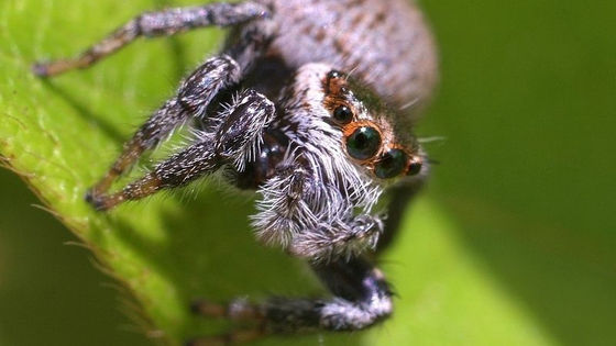 How jumping spiders can distinguish the living from the non-living - Big  Think