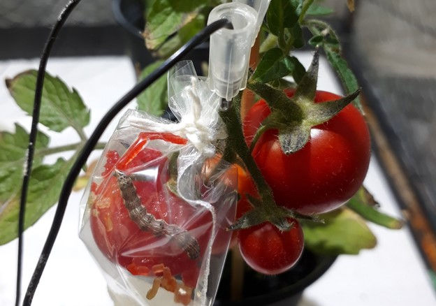 トマトは 実が虫に食べられた際にも電気的な警告を送っている という研究結果 Gigazine