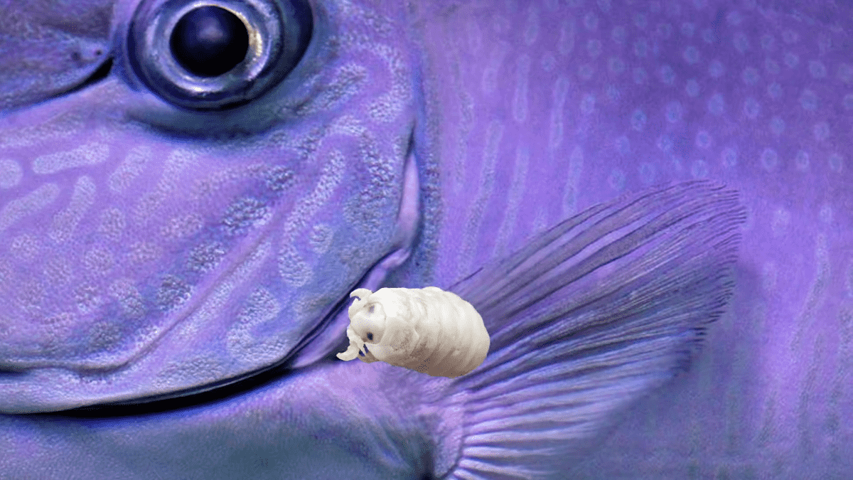魚の舌に取って代わる寄生虫 ウオノエ の生態とは Gigazine