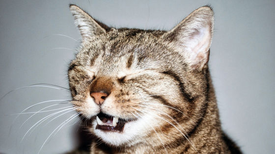 くしゃみを我慢しないでください