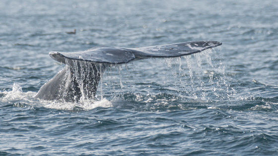 クジラの死亡が相次ぐ太平洋で一体何が起こっているのか Gigazine