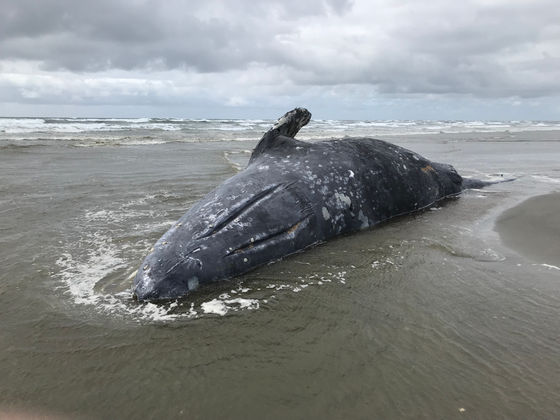 クジラの死亡が相次ぐ太平洋で一体何が起こっているのか Gigazine