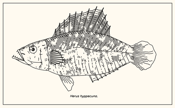 この世に存在しない魚をゲームなどに使われる 手続き型生成 でランダムに生成する Fishdraw Gigazine