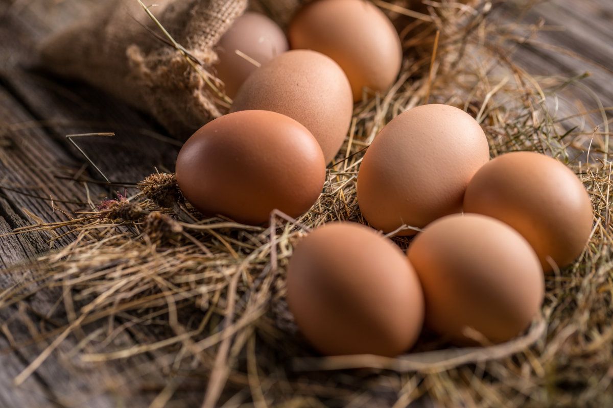 白い卵より茶色い卵の方が栄養がある は本当か Gigazine