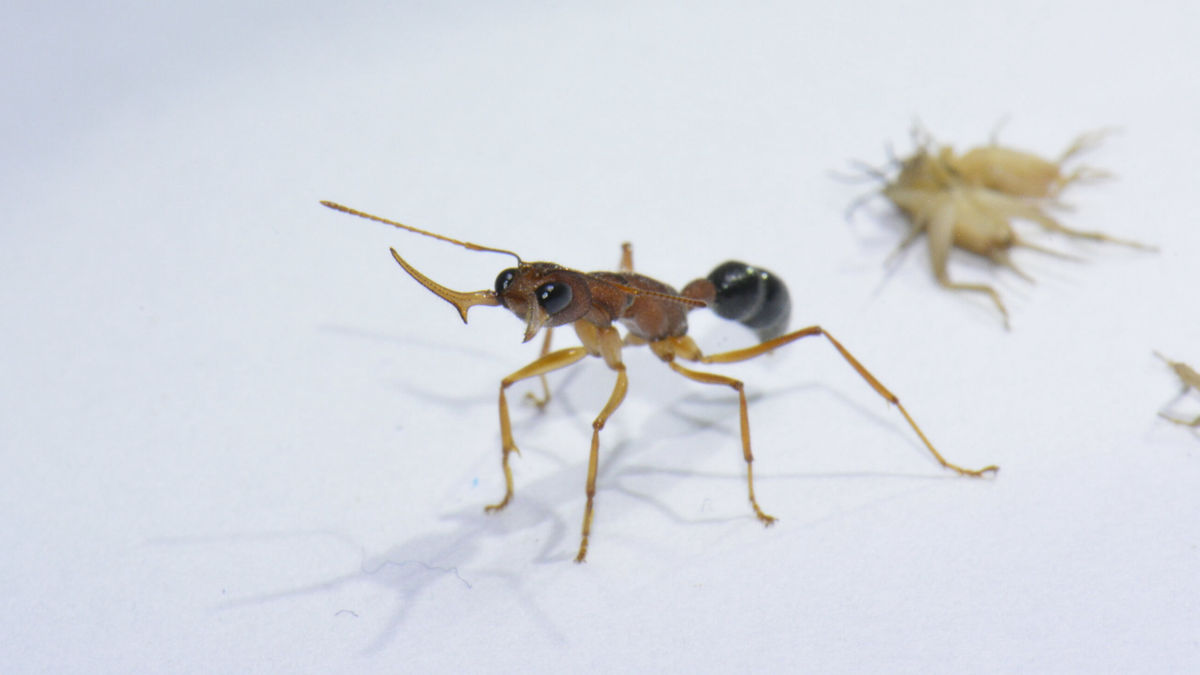 働きアリを女王アリに変えるタンパク質が特定される Gigazine