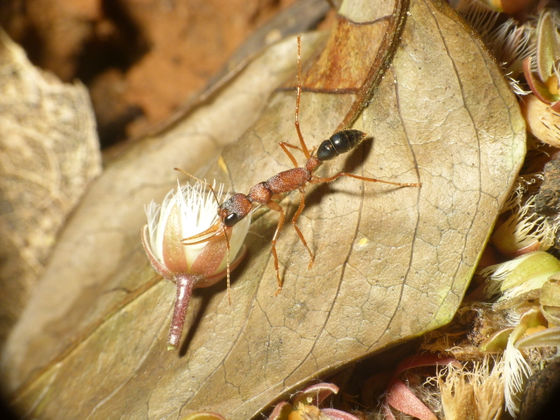 昆虫標本 未展脚標本 アフリカ産 タルサトゥスフトハリアリ 悪臭アリ 女王蟻