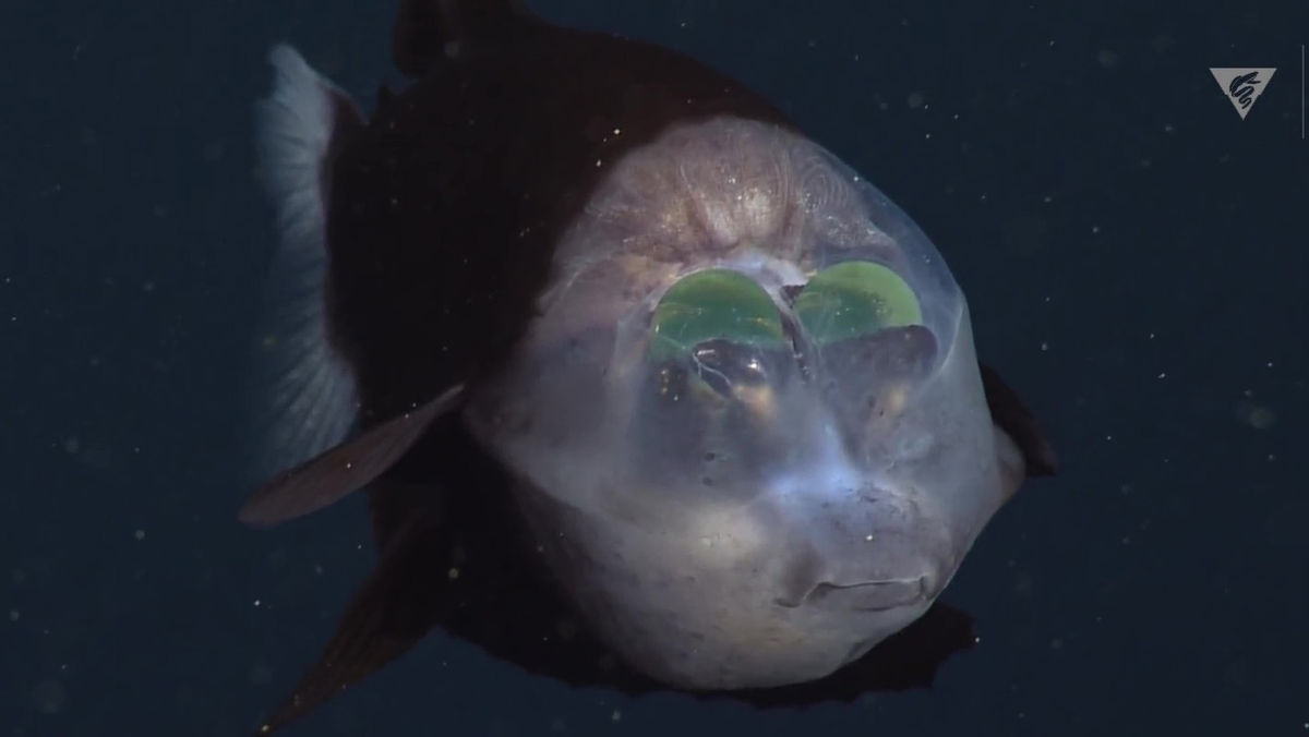 暗闇で出くわしたら失神間違いなしな 頭がスケスケの深海魚 のレア映像が公開中 Gigazine