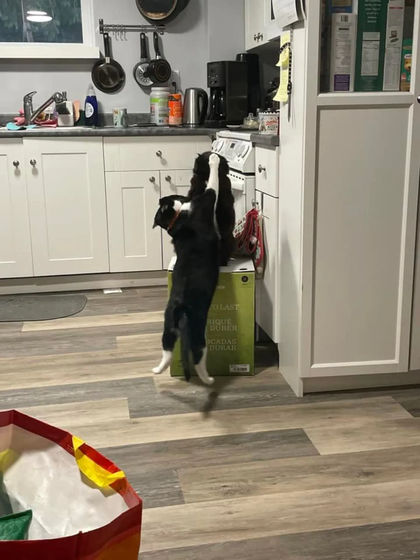 cats hold blender hostage