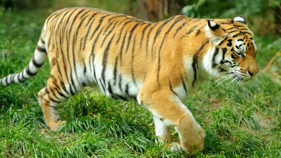 Why does the predator tiger have a prominent appearance of 'orange and  black stripes'? - GIGAZINE