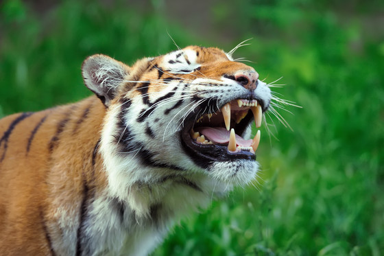 The Secret Behind Tigers' Orange Coloring