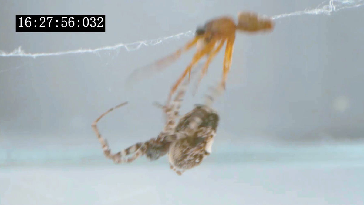 These spiders 'catapult' themselves to avoid getting eaten after