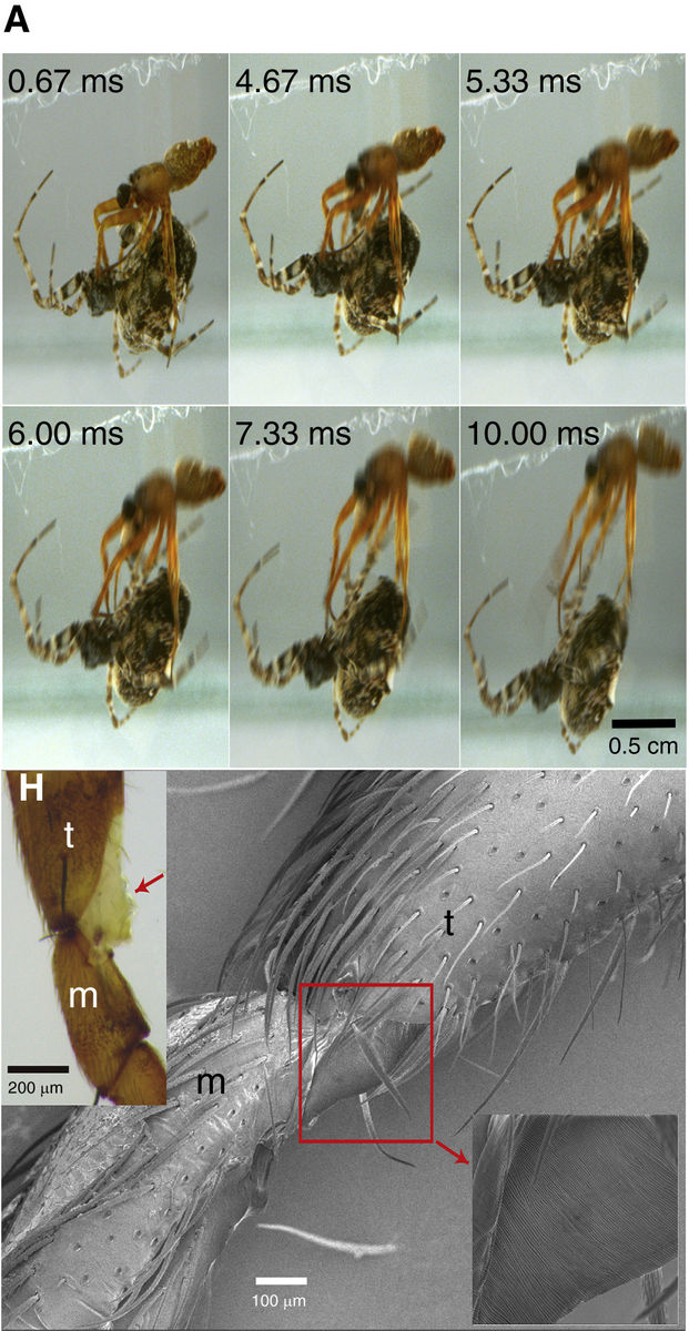 These spiders 'catapult' themselves to avoid getting eaten after