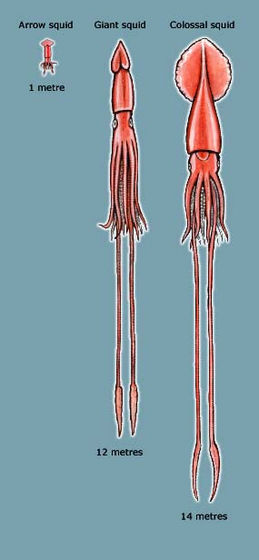 deep sea squid