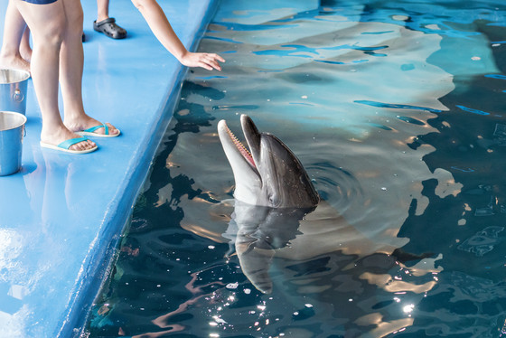 Dolphins can identify their friends by taste, study shows for the first time