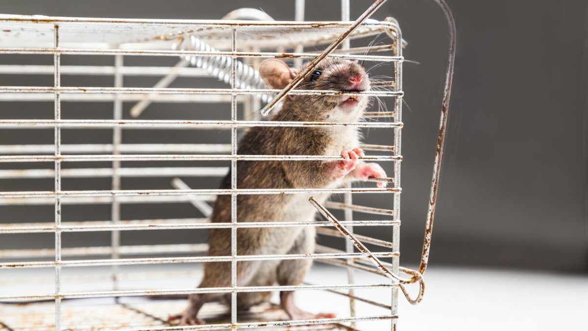 Laboratory Rats Gaining in Biomedical Research