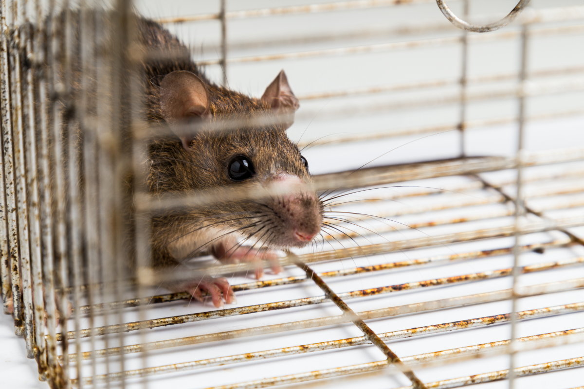 90%OFF!】 マウス ラット 飼育ケージ 実験動物用 新品