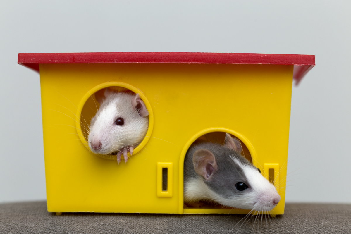 マウス ラット 飼育ケージ 実験動物用 新品