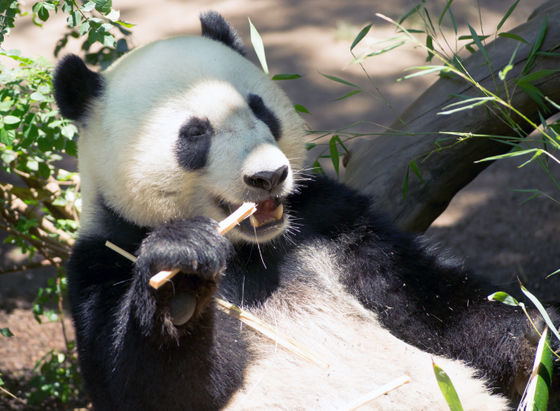 Who's Got Two Pseudothumbs and Loves Bamboo? This Panda Bear. - The New  York Times