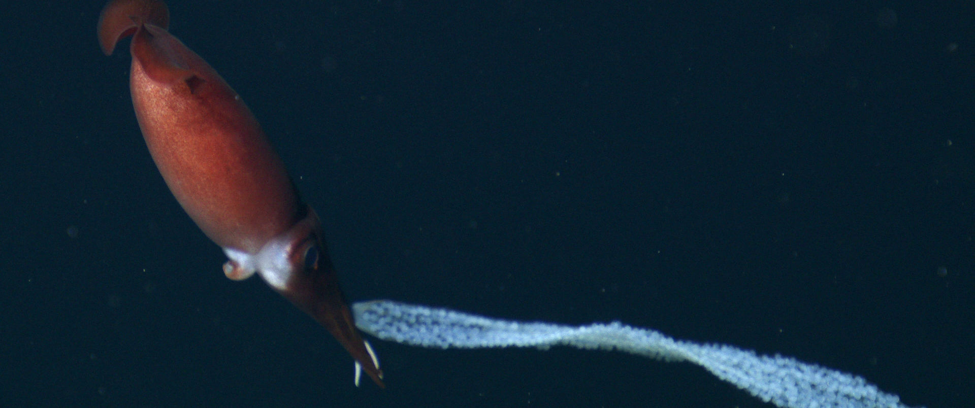 ナツメイカが深海で大量の卵をユラユラ運ぶ様子を収めた貴重なムービーが公開される Gigazine