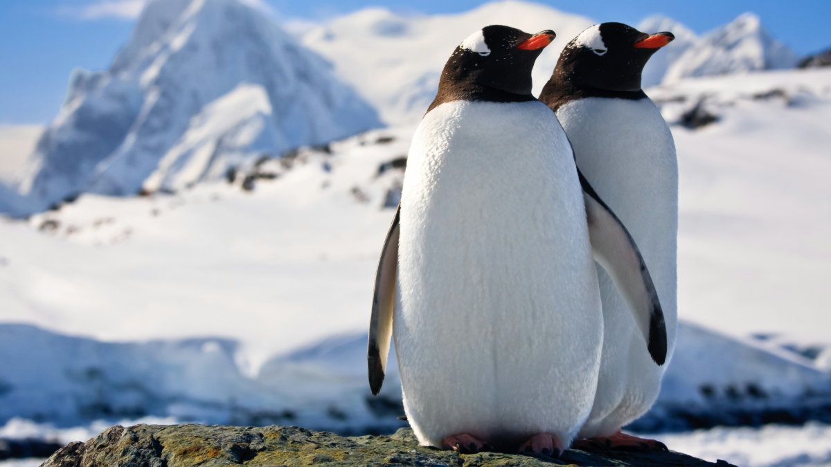 ペンギンは地球温暖化を生き延びることができるのか という疑問に答える手がかりはペンギンの歴史にある可能性 Gigazine