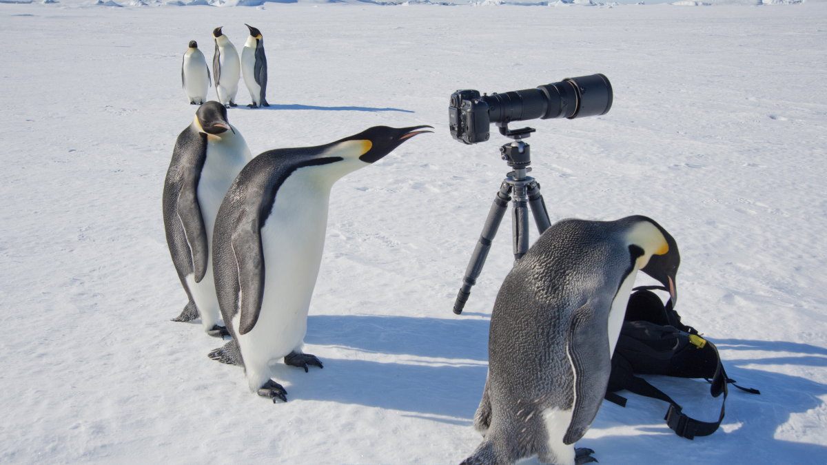 ついにコウテイペンギンを絶滅危惧種に指定するとアメリカ当局が決定 地球温暖化による海氷減少が脅威に Gigazine
