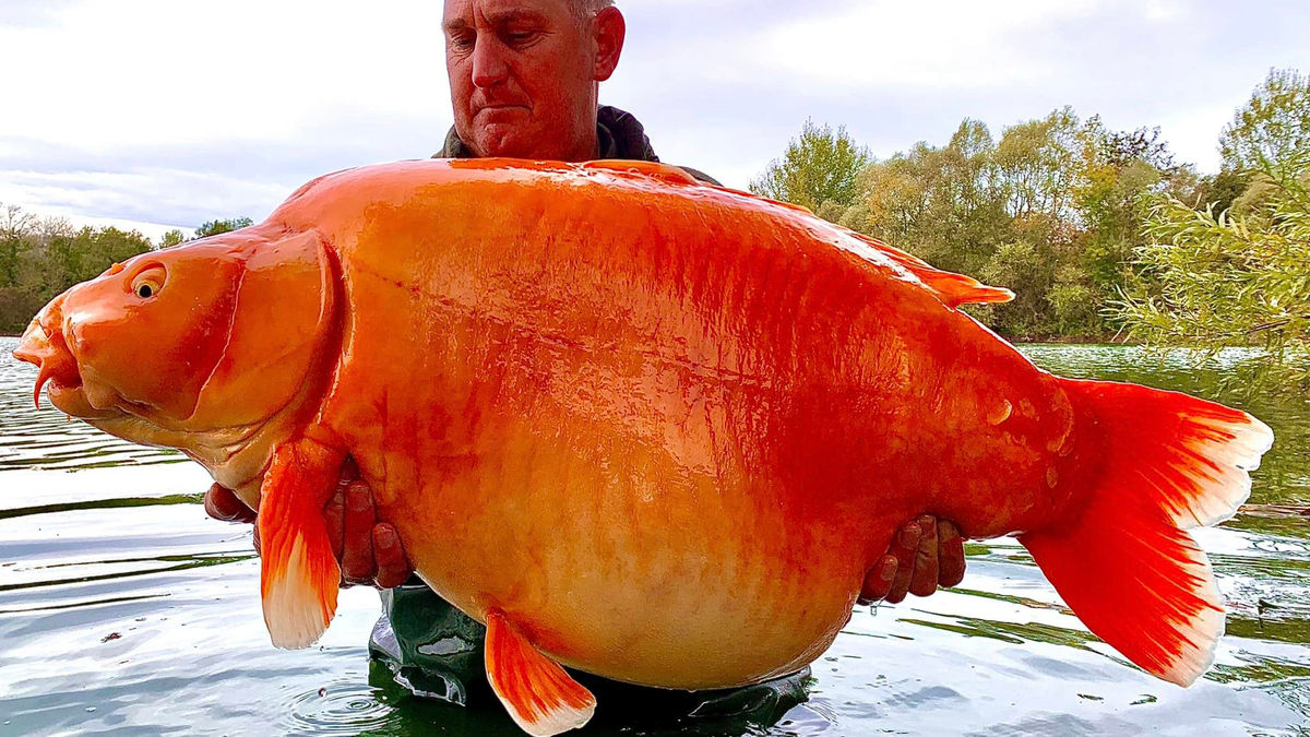 体重30kgの超巨大なモンスター金魚が釣り上げられる - GIGAZINE