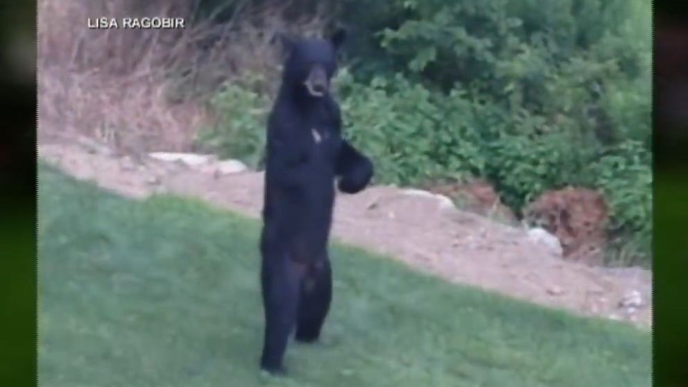 Research results that the identity of the unidentified animal Bigfoot is  ``a bear standing on two legs''-GIGAZINE - Archyde