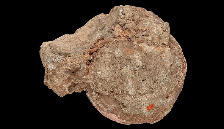 年にわたって博物館で展示されていた鉱物が実は恐竜の卵だったこと