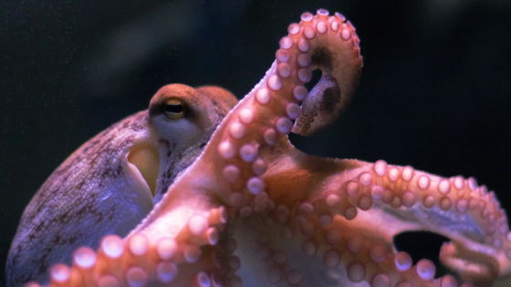 Research results that octopus's eight legs are 'distributed networks with  independent CPUs' - GIGAZINE