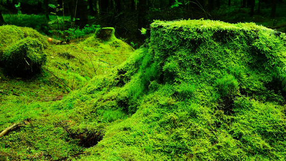 Mosses, the Ancestors of All Plants, Are Vital for the Earth's Health