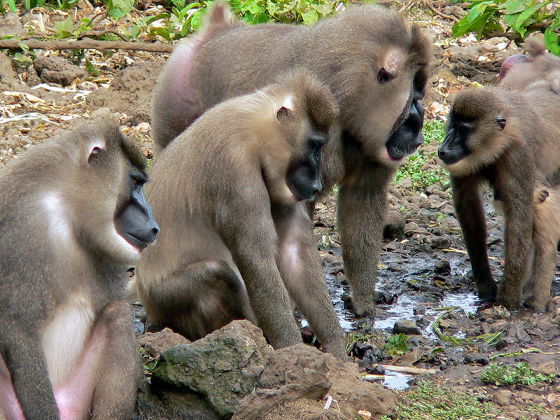 In 'World First', Female Monkey Eats Dead Baby After Carrying It For Days