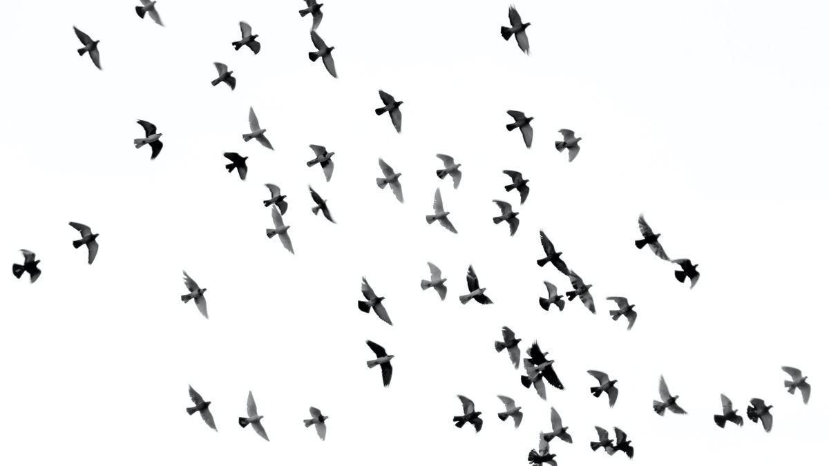 50年間で約30億羽の鳥が北アメリカ大陸で消滅しているとの報告 - GIGAZINE