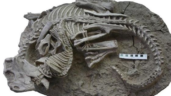 恐竜VSほ乳類」の瞬間を記録した化石が見つかる、意外にもほ乳類が優勢 ...