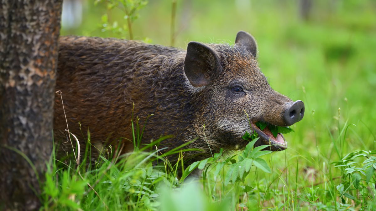 Fallout from nuclear weapons testing explains the 'wild boar