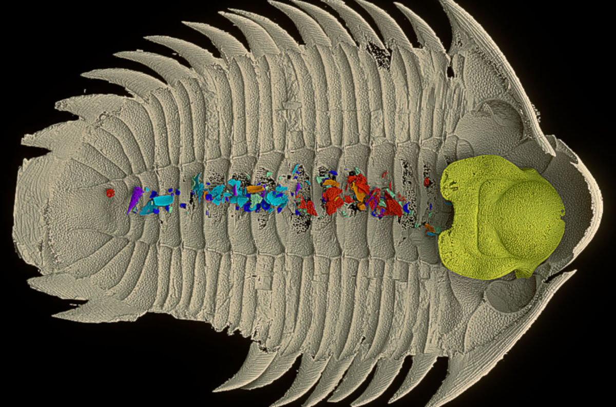 5億年以上前に生息していた三葉虫が何を食べていたのかがついに判明 - GIGAZINE