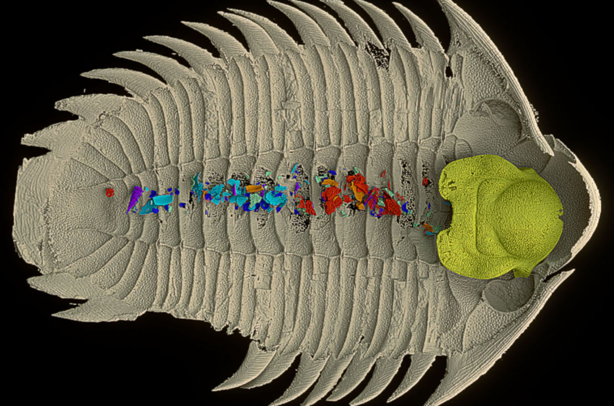 5億年以上前に生息していた三葉虫が何を食べていたのかがついに判明