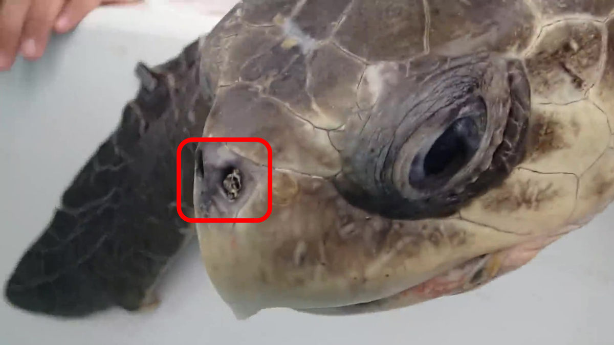 How Heartbreaking Turtle Video Sparked Plastic Straw Bans