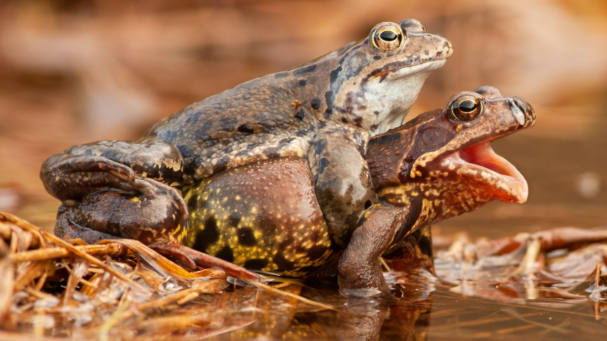 Female frogs appear to fake death to avoid unwanted advances