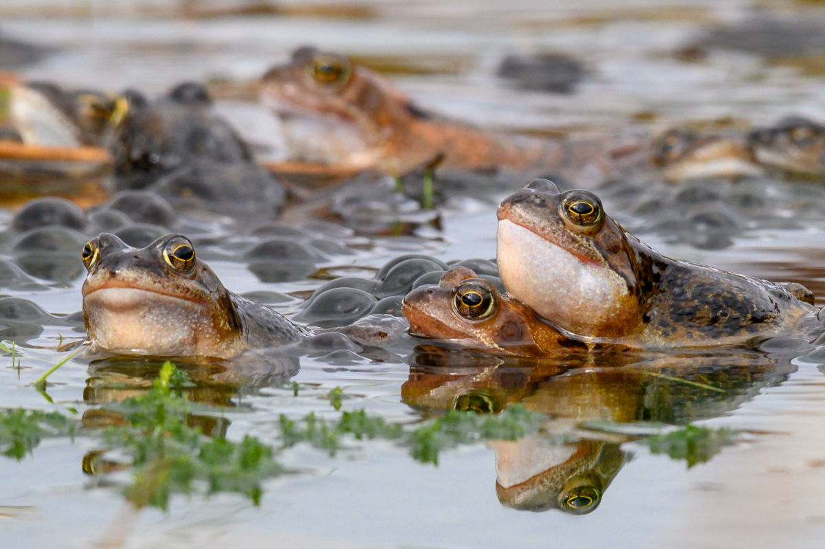 Female frogs appear to fake death to avoid unwanted advances