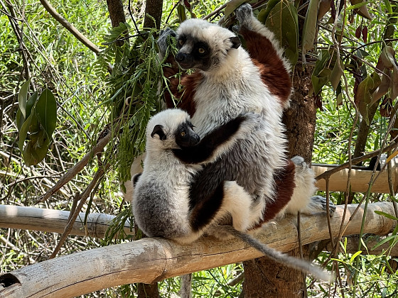 生息する動植物の80％以上が固有種だというマダガスカル島でキツネザル