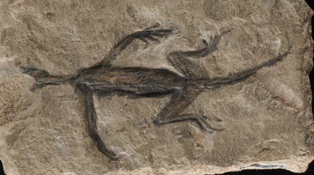皮膚が残る2億8000万年前の化石がねつ造された偽物だったことが判明 