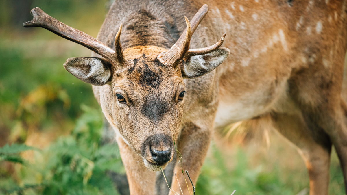 Zombie deer disease' reported in US, Canada, other countries