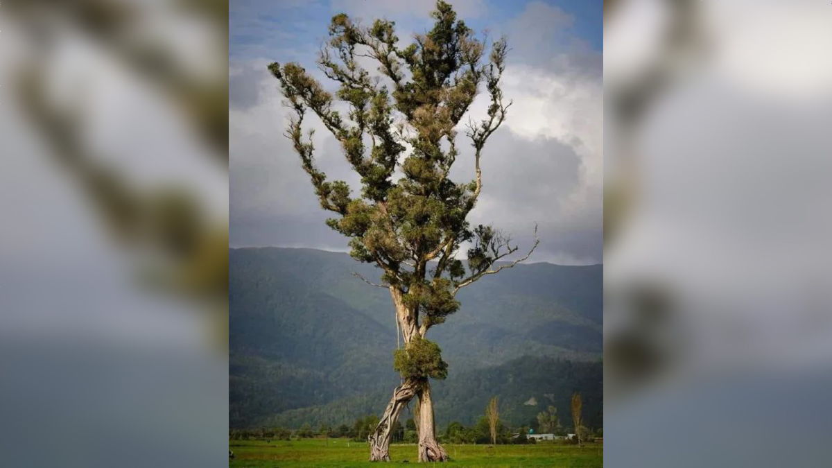 高さ30m超えの大木が平原のど真ん中を歩いているような「歩く木」が