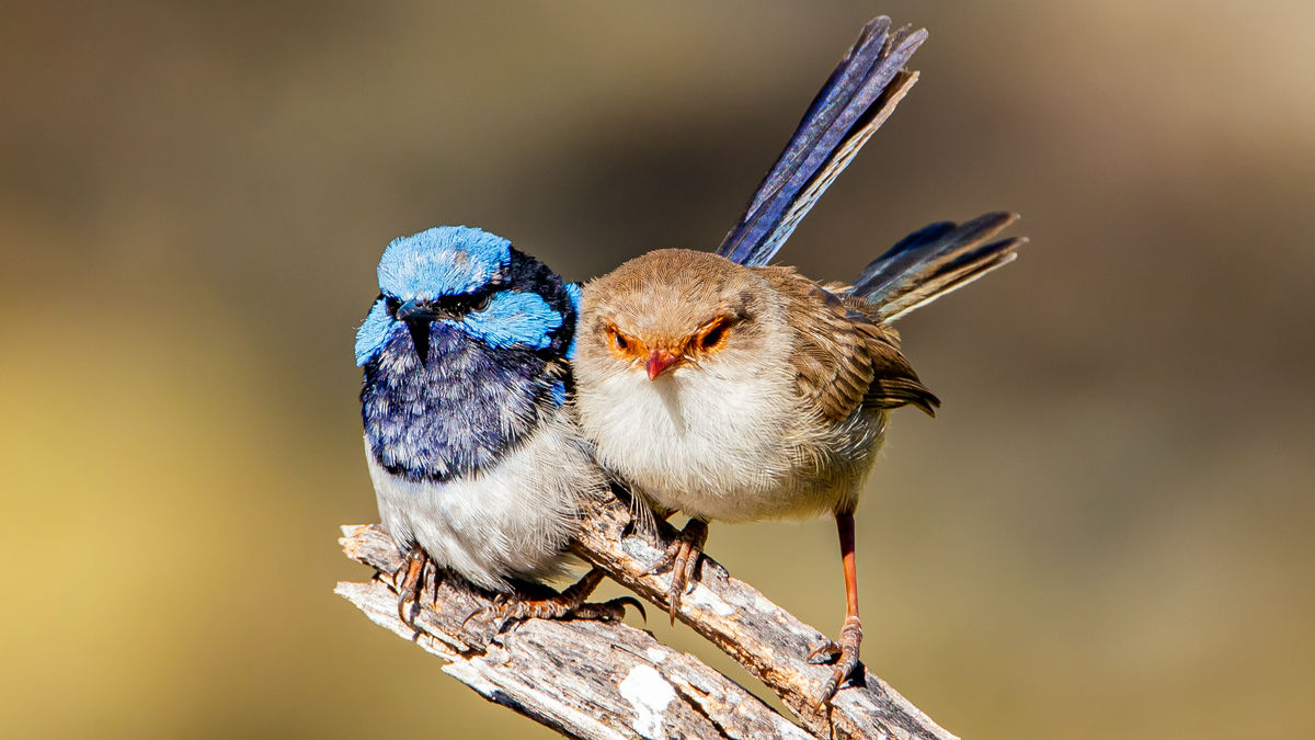 Birds communicate in different ways through their cries – gigazin