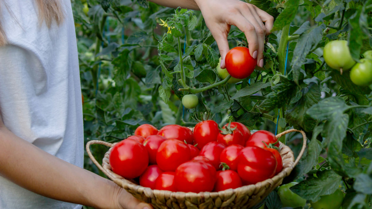 「ロボットがトマトの収穫成功率を予測するモデル」を日本の研究者が構築 - GIGAZINE